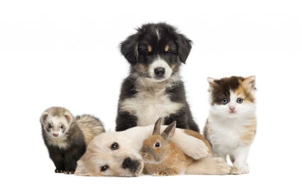 Warrenton Pets
