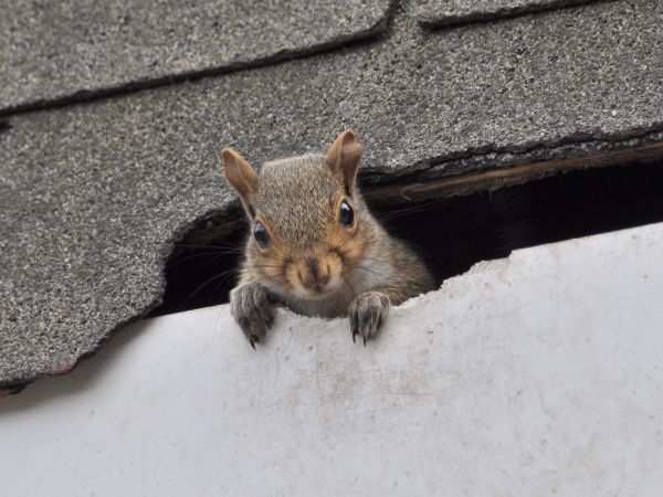 Warrenton Wildlife Removal