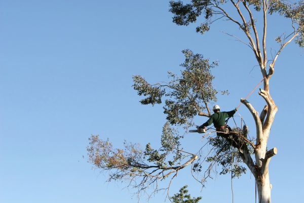 Warrenton Tree Trimming
