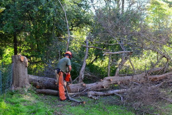 Warrenton Tree Removal